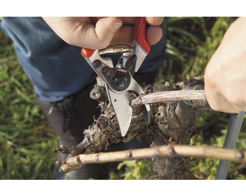 Osoba stříhá větev révy vinné zahradnickými nůžkami.