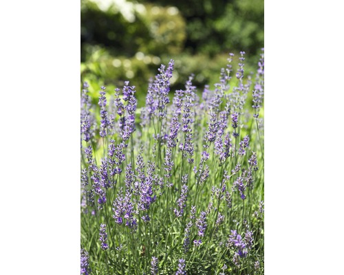 Detailní záběr květů levandule v zahradě