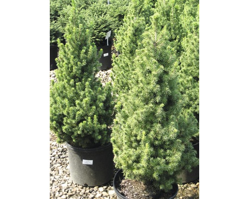 Dva smrky Conica v květináči