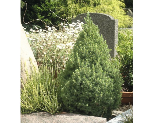 Jehličnan Picea glauca ''Conica'' na zahradním záhonu