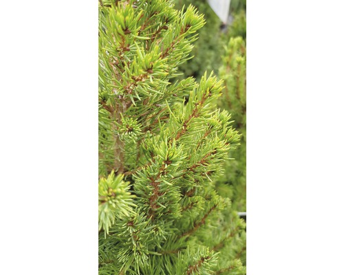 Detail jehličnanu se zelenými jehlicemi