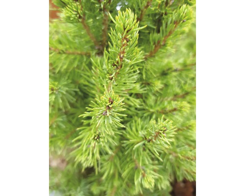 Detail jehličnatých větví