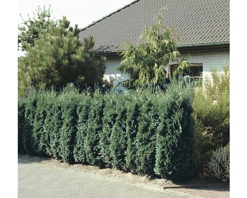 Živý plot před domem