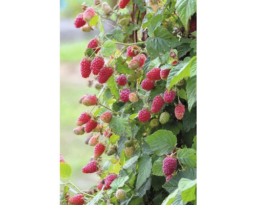 Maliník s zralými a nezralými plody na mřížoví