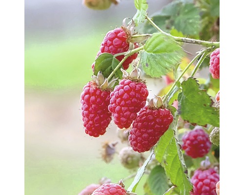 Malinoostružina FloraSelf Rubus fruticosus 'Tayberry' 60-80 cm květináč 2 l Maliny na keři