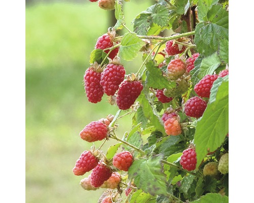 Maliník s dozrálými a nedozrálými plody