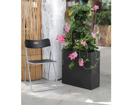 Scéna s popínavou rostlinou Mandevilla v obdélníkovém kamenném květináči vedle skládací židle.