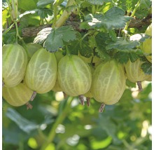 Detailní záběr angreštu na keři