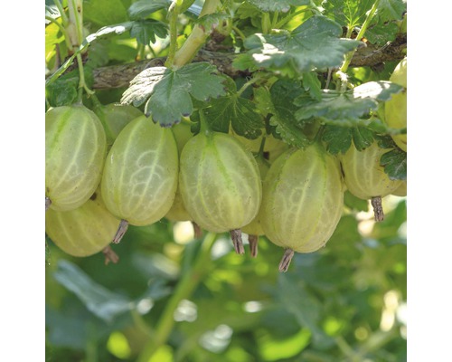 Detailní záběr angreštu na keři