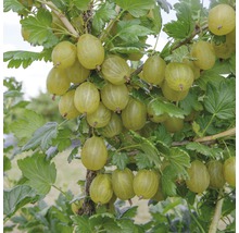 Angrešt na keři s listy