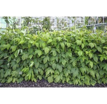 Hustá rostlina maliníku se zelenými listy v zahradě.