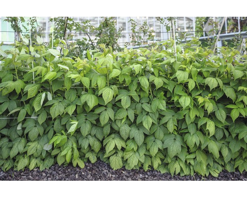 Hustá rostlina maliníku se zelenými listy v zahradě.