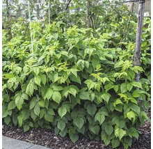 Keř malin v zahradě