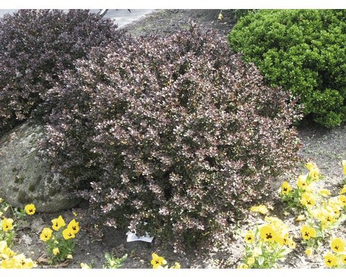 Dřišťál Thunbergův červený FloraSelf Berberis thunbergii 'Atropurpurea Nana' výška 20-25 cm květináč 1,5 l