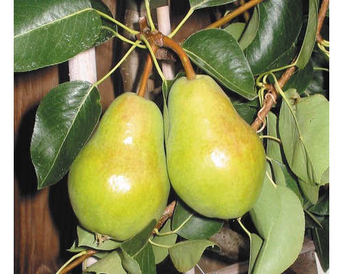 Hrušeň letní FloraSelf Pyrus communis 'Williamsova' výška kmene cca 60 cm, celková výška 120-150 cm květináč 7,5 l