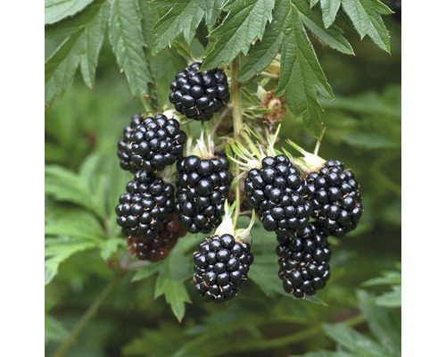 Ostružina BIO beztrnná FloraSelf Bio Rubus fruticosus 'Thornless Evergreen' květináč 2 l