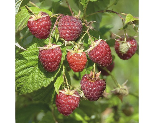 Malina podzimní BIO FloraSelf Bio Rubus idaeus 'Zefa Herbsternte' květináč 2 l Maliny na keři