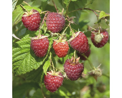 Maliník podzimní FloraSelf Rubus idaeus'Zefa3 Herbsternte' 40-60 cm květináč 2 l