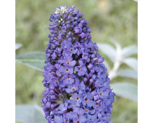 Komule Davidova, motýlí keř FloraSelf Buddleja davidii modrá 60-80 cm květináč 3 l