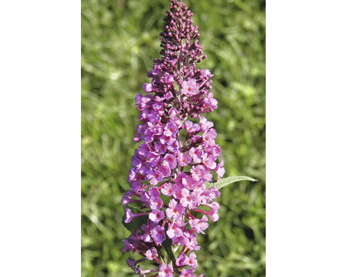 Motýlí keř, komule Davidova růžová FloraSelf Buddleja davidii 60-80 cm květináč 3 l