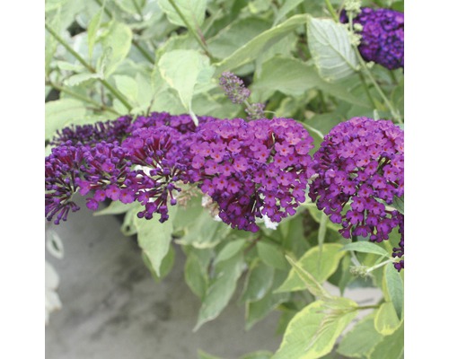 Motýlí keř, komule Davidova FloraSelf Buddleja davidii 60-80 cm květináč 3 l Motýlí keř s fialovými květy a zelenými listy.