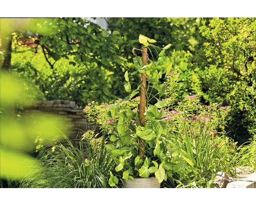 Rostlina Syngonium v květináči s lezeckou pomocí v zahradě