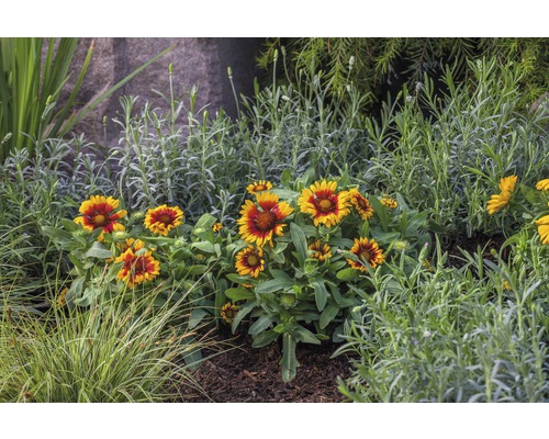 Květinový záhon s rudbekiemi a levandulí v zahradě