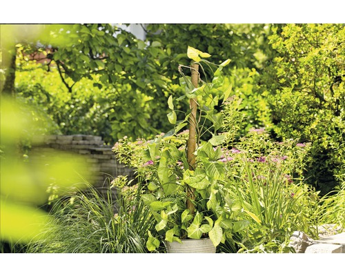 Scéna zahrady s popínavou rostlinou na lezecké pomůcce v květináči