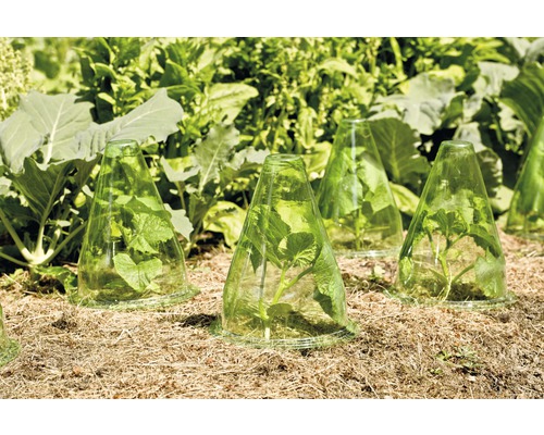 Rostliny v zahradě chráněné zahradnickými zvony