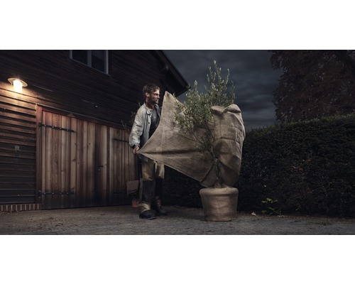 Muž chrání olivovník v květináči zimní ochranou před garáží.