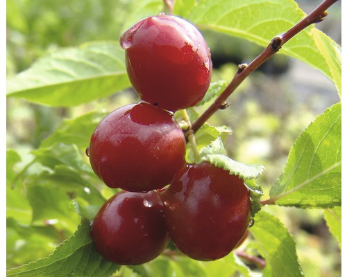 Višeň BIO FloraSelf Bio Prunus cerasus 'Morellenfeuer' 120-150 cm květináč 7,5 l Muchovník s plody na větvi