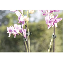 Detailní záběr květů orchidejí s klipy na rostliny pro podporu
