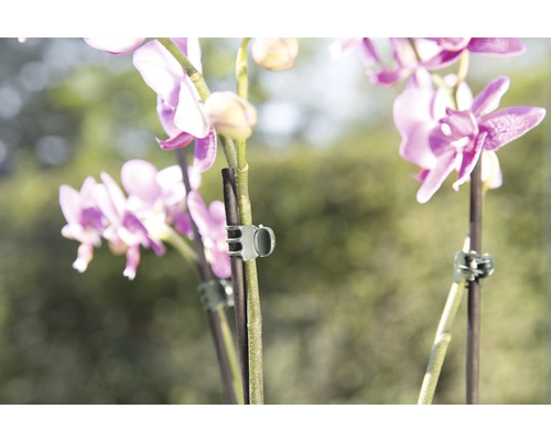 Detailní záběr květů orchidejí s klipy na rostliny pro podporu