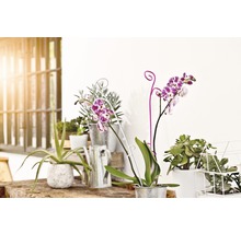 Dekorativní scéna s pokojovými rostlinami v květináčích a konví