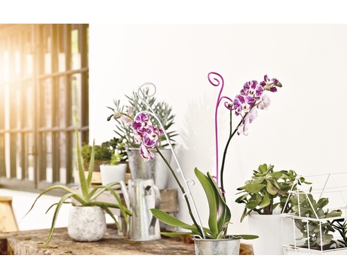 Dekorativní scéna s pokojovými rostlinami v květináčích a konví