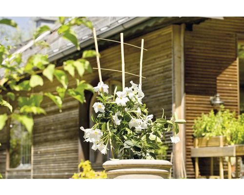 Dipladénie v květináči s podpěrou před domem