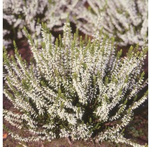 Vřes obecný FloraSelf Calluna vulgaris květináč Ø 10/11 cm 1 ks, různé jednobarevné druhy