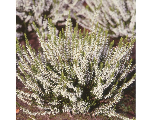 Bílá rostlina vřesovce pleťového na zahradě.