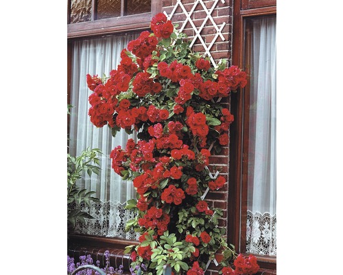 Pnoucí růže na stěně domu s mříží.