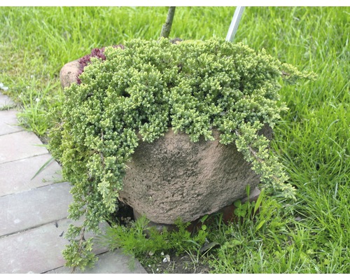 Jalovec v kamenné nádobě na zahradě