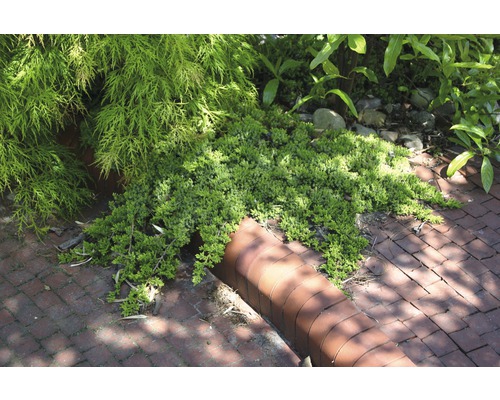 Půdopokryvná rostlina v zahradě