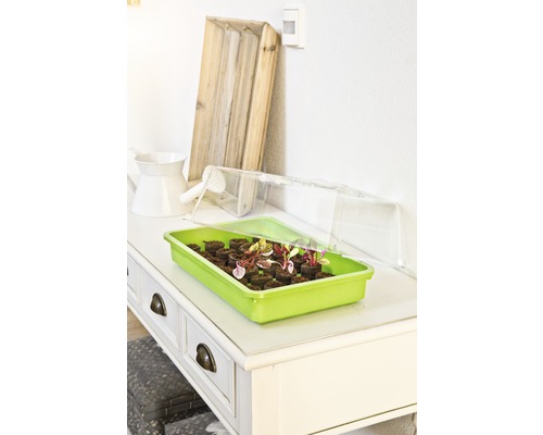 Miska na sazenice s tabletami na sazenice a rostlinami na stole