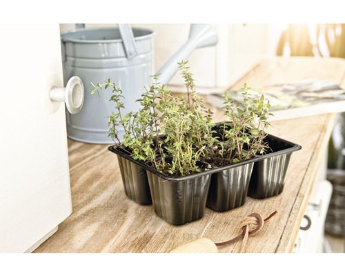 Šest rostlin tymiánu v černé květinové nádobě na dřevěném stole spolu s konví.