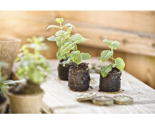 Tři mladé rostlinky máty na dřevěném povrchu s rašelinovými tabletami