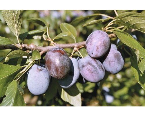 Slivoň švestka BIO FloraSelf Bio Prunus domestica 'Hanita'® 100-150 cm květináč 6 l