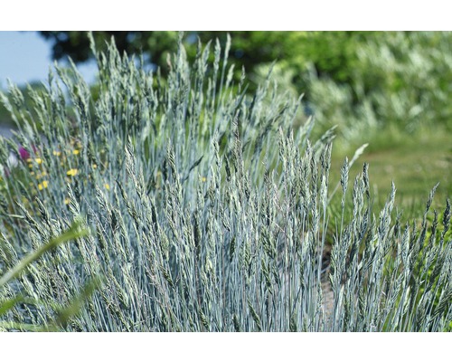 Kostřava popelavá FloraSelf Festuca glauca 'Intense Blue' 10-25 cm květináč 2 l