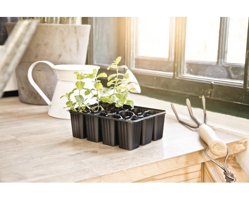 Sadbovací miska s mladými rostlinami vedle malých hrábí