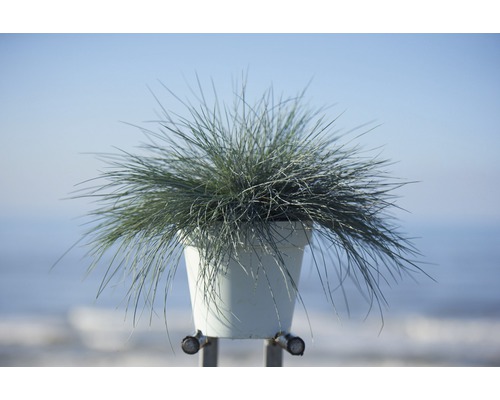 Sveřep modrý v květináči