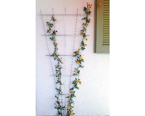 Kovová mříž na popínání s růžemi na stěně domu