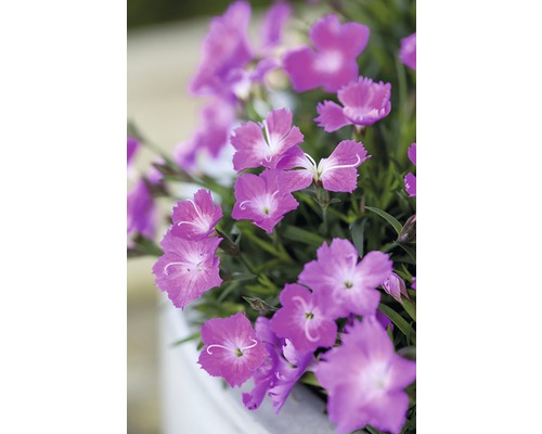 Květy karafiátů s okvětními lístky